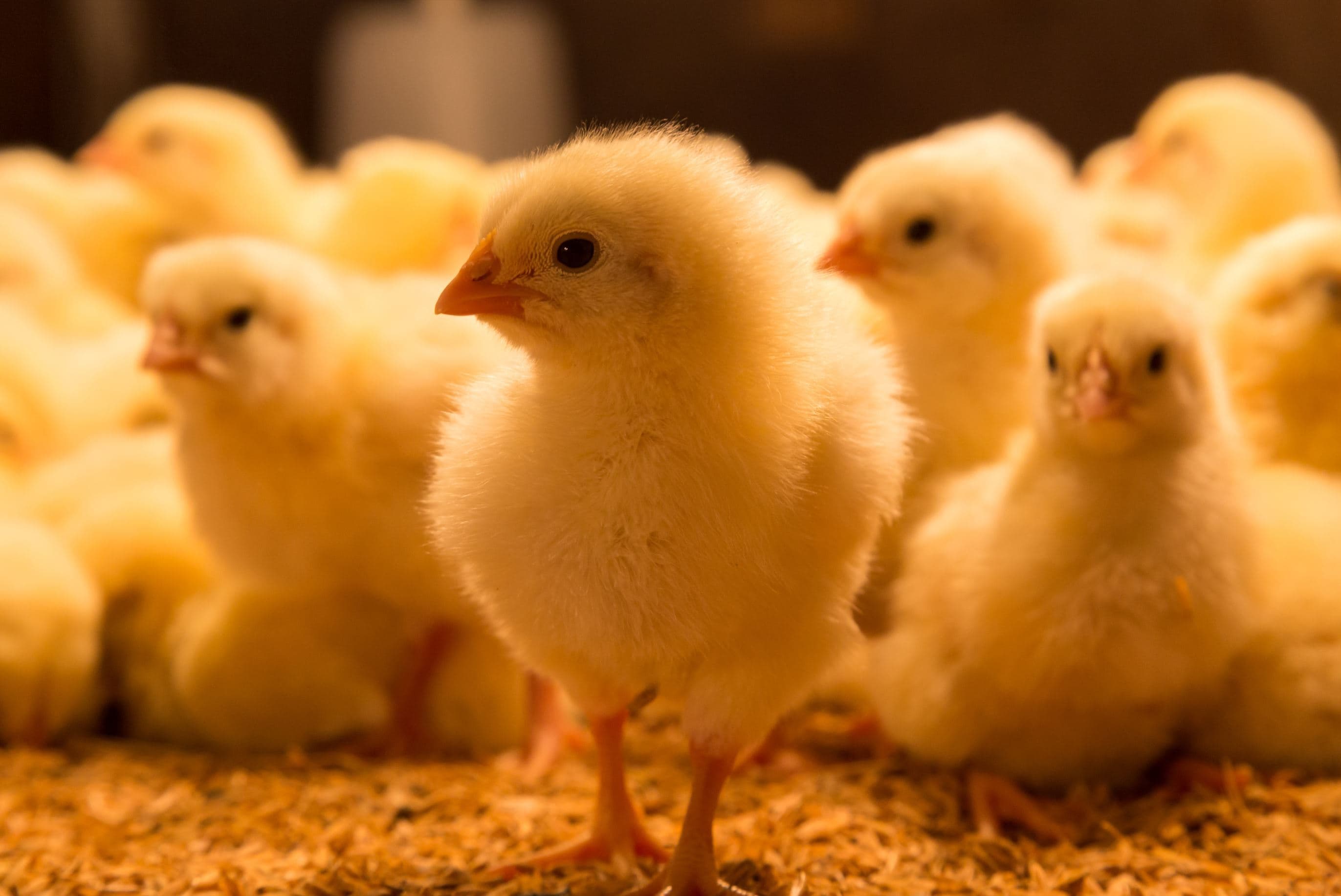 رویان زرین رشد